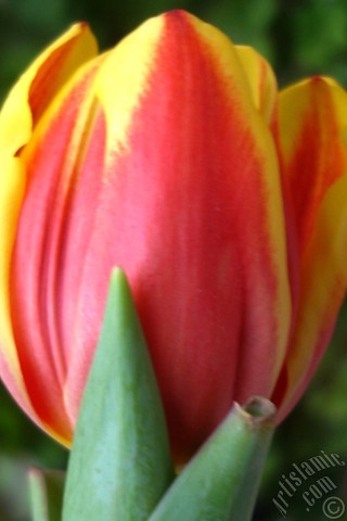 A mobile wallpaper and MMS picture for Apple iPhone 7s, 6s, 5s, 4s, Plus, iPods, iPads, New iPads, Samsung Galaxy S Series and Notes, Sony Ericsson Xperia, LG Mobile Phones, Tablets and Devices: Red-yellow color Turkish-Ottoman Tulip photo.
