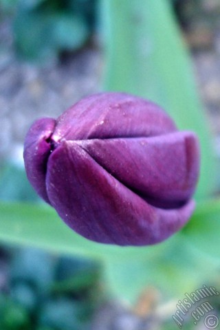 A mobile wallpaper and MMS picture for Apple iPhone 7s, 6s, 5s, 4s, Plus, iPods, iPads, New iPads, Samsung Galaxy S Series and Notes, Sony Ericsson Xperia, LG Mobile Phones, Tablets and Devices: Purple color Turkish-Ottoman Tulip photo.
