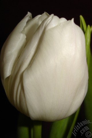 A mobile wallpaper and MMS picture for Apple iPhone 7s, 6s, 5s, 4s, Plus, iPods, iPads, New iPads, Samsung Galaxy S Series and Notes, Sony Ericsson Xperia, LG Mobile Phones, Tablets and Devices: White color Turkish-Ottoman Tulip photo.
