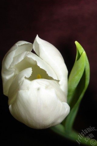 A mobile wallpaper and MMS picture for Apple iPhone 7s, 6s, 5s, 4s, Plus, iPods, iPads, New iPads, Samsung Galaxy S Series and Notes, Sony Ericsson Xperia, LG Mobile Phones, Tablets and Devices: White color Turkish-Ottoman Tulip photo.
