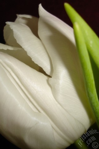 A mobile wallpaper and MMS picture for Apple iPhone 7s, 6s, 5s, 4s, Plus, iPods, iPads, New iPads, Samsung Galaxy S Series and Notes, Sony Ericsson Xperia, LG Mobile Phones, Tablets and Devices: White color Turkish-Ottoman Tulip photo.
