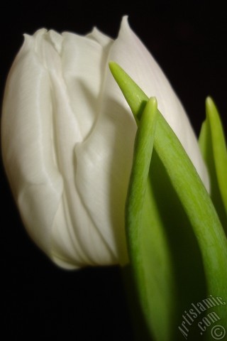 A mobile wallpaper and MMS picture for Apple iPhone 7s, 6s, 5s, 4s, Plus, iPods, iPads, New iPads, Samsung Galaxy S Series and Notes, Sony Ericsson Xperia, LG Mobile Phones, Tablets and Devices: White color Turkish-Ottoman Tulip photo.
