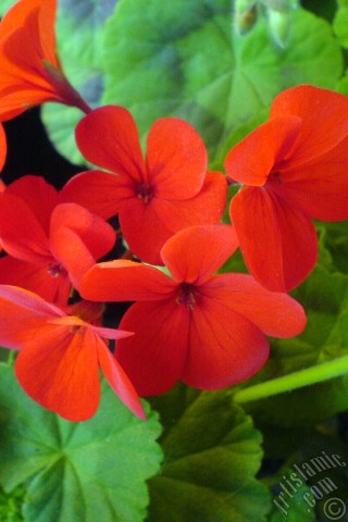 A mobile wallpaper and MMS picture for Apple iPhone 7s, 6s, 5s, 4s, Plus, iPods, iPads, New iPads, Samsung Galaxy S Series and Notes, Sony Ericsson Xperia, LG Mobile Phones, Tablets and Devices: Red Colored Pelargonia -Geranium- flower.
