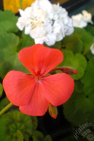 A mobile wallpaper and MMS picture for Apple iPhone 7s, 6s, 5s, 4s, Plus, iPods, iPads, New iPads, Samsung Galaxy S Series and Notes, Sony Ericsson Xperia, LG Mobile Phones, Tablets and Devices: Red Colored Pelargonia -Geranium- flower.
