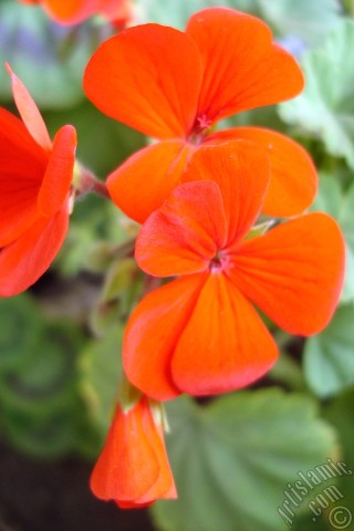 A mobile wallpaper and MMS picture for Apple iPhone 7s, 6s, 5s, 4s, Plus, iPods, iPads, New iPads, Samsung Galaxy S Series and Notes, Sony Ericsson Xperia, LG Mobile Phones, Tablets and Devices: Red Colored Pelargonia -Geranium- flower.
