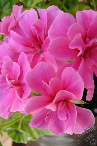 A mobile wallpaper and MMS picture for Apple iPhone 7s, 6s, 5s, 4s, Plus, iPods, iPads, New iPads, Samsung Galaxy S Series and Notes, Sony Ericsson Xperia, LG Mobile Phones, Tablets and Devices: Pink Colored Pelargonia -Geranium- flower.
