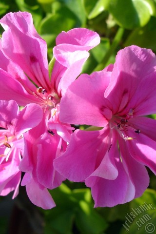 A mobile wallpaper and MMS picture for Apple iPhone 7s, 6s, 5s, 4s, Plus, iPods, iPads, New iPads, Samsung Galaxy S Series and Notes, Sony Ericsson Xperia, LG Mobile Phones, Tablets and Devices: Pink Colored Pelargonia -Geranium- flower.
