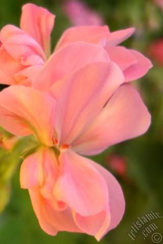 A mobile wallpaper and MMS picture for Apple iPhone 7s, 6s, 5s, 4s, Plus, iPods, iPads, New iPads, Samsung Galaxy S Series and Notes, Sony Ericsson Xperia, LG Mobile Phones, Tablets and Devices: Pink Colored Pelargonia -Geranium- flower.
