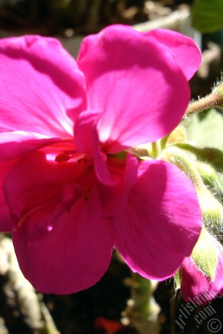 A mobile wallpaper and MMS picture for Apple iPhone 7s, 6s, 5s, 4s, Plus, iPods, iPads, New iPads, Samsung Galaxy S Series and Notes, Sony Ericsson Xperia, LG Mobile Phones, Tablets and Devices: Pink Colored Pelargonia -Geranium- flower.
