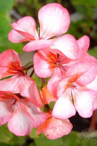 A mobile wallpaper and MMS picture for Apple iPhone 7s, 6s, 5s, 4s, Plus, iPods, iPads, New iPads, Samsung Galaxy S Series and Notes, Sony Ericsson Xperia, LG Mobile Phones, Tablets and Devices: Pink and red color Pelargonia -Geranium- flower.
