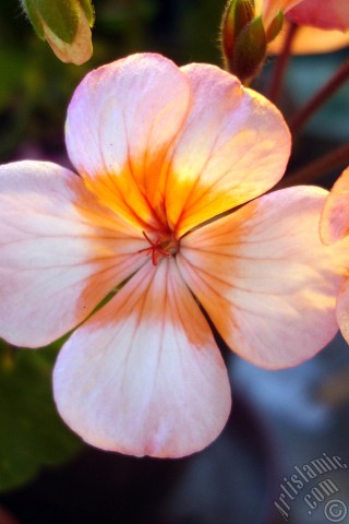 A mobile wallpaper and MMS picture for Apple iPhone 7s, 6s, 5s, 4s, Plus, iPods, iPads, New iPads, Samsung Galaxy S Series and Notes, Sony Ericsson Xperia, LG Mobile Phones, Tablets and Devices: Pink and red color Pelargonia -Geranium- flower.
