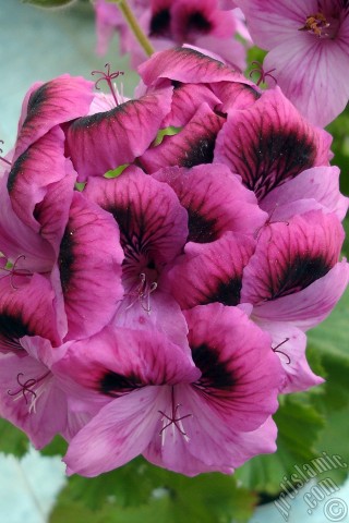 A mobile wallpaper and MMS picture for Apple iPhone 7s, 6s, 5s, 4s, Plus, iPods, iPads, New iPads, Samsung Galaxy S Series and Notes, Sony Ericsson Xperia, LG Mobile Phones, Tablets and Devices: Dark pink mottled Pelargonia -Geranium- flower.
