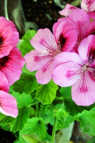 A mobile wallpaper and MMS picture for Apple iPhone 7s, 6s, 5s, 4s, Plus, iPods, iPads, New iPads, Samsung Galaxy S Series and Notes, Sony Ericsson Xperia, LG Mobile Phones, Tablets and Devices: Dark pink mottled Pelargonia -Geranium- flower.
