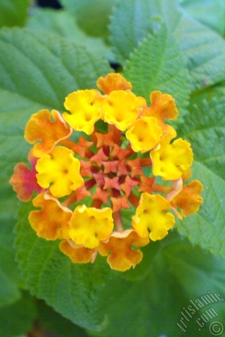 A mobile wallpaper and MMS picture for Apple iPhone 7s, 6s, 5s, 4s, Plus, iPods, iPads, New iPads, Samsung Galaxy S Series and Notes, Sony Ericsson Xperia, LG Mobile Phones, Tablets and Devices: Lantana camara -bush lantana- flower.
