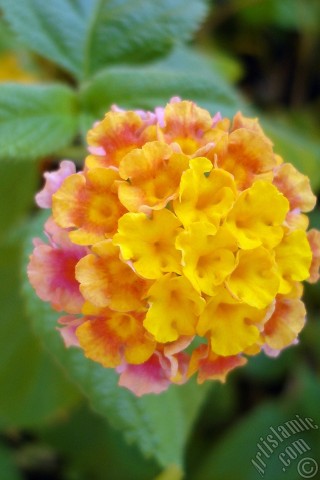 A mobile wallpaper and MMS picture for Apple iPhone 7s, 6s, 5s, 4s, Plus, iPods, iPads, New iPads, Samsung Galaxy S Series and Notes, Sony Ericsson Xperia, LG Mobile Phones, Tablets and Devices: Lantana camara -bush lantana- flower.
