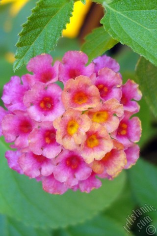 A mobile wallpaper and MMS picture for Apple iPhone 7s, 6s, 5s, 4s, Plus, iPods, iPads, New iPads, Samsung Galaxy S Series and Notes, Sony Ericsson Xperia, LG Mobile Phones, Tablets and Devices: Lantana camara -bush lantana- flower.
