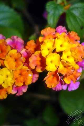 A mobile wallpaper and MMS picture for Apple iPhone 7s, 6s, 5s, 4s, Plus, iPods, iPads, New iPads, Samsung Galaxy S Series and Notes, Sony Ericsson Xperia, LG Mobile Phones, Tablets and Devices: Lantana camara -bush lantana- flower.
