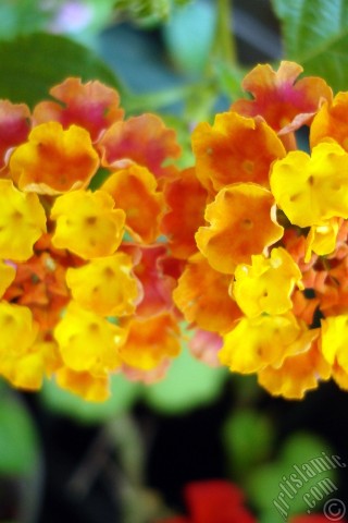 A mobile wallpaper and MMS picture for Apple iPhone 7s, 6s, 5s, 4s, Plus, iPods, iPads, New iPads, Samsung Galaxy S Series and Notes, Sony Ericsson Xperia, LG Mobile Phones, Tablets and Devices: Lantana camara -bush lantana- flower.
