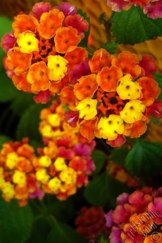 A mobile wallpaper and MMS picture for Apple iPhone 7s, 6s, 5s, 4s, Plus, iPods, iPads, New iPads, Samsung Galaxy S Series and Notes, Sony Ericsson Xperia, LG Mobile Phones, Tablets and Devices: Lantana camara -bush lantana- flower.
