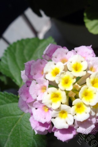 A mobile wallpaper and MMS picture for Apple iPhone 7s, 6s, 5s, 4s, Plus, iPods, iPads, New iPads, Samsung Galaxy S Series and Notes, Sony Ericsson Xperia, LG Mobile Phones, Tablets and Devices: Lantana camara -bush lantana- flower.
