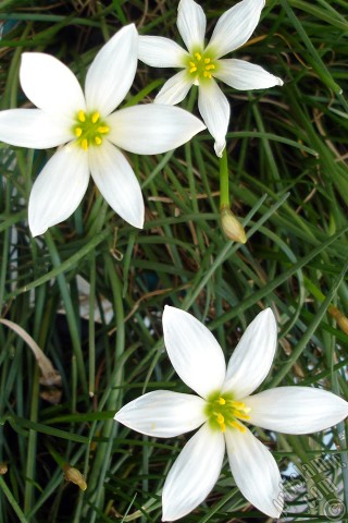 A mobile wallpaper and MMS picture for Apple iPhone 7s, 6s, 5s, 4s, Plus, iPods, iPads, New iPads, Samsung Galaxy S Series and Notes, Sony Ericsson Xperia, LG Mobile Phones, Tablets and Devices: White color flower similar to lily.
