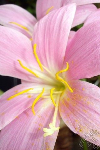 A mobile wallpaper and MMS picture for Apple iPhone 7s, 6s, 5s, 4s, Plus, iPods, iPads, New iPads, Samsung Galaxy S Series and Notes, Sony Ericsson Xperia, LG Mobile Phones, Tablets and Devices: Pink color flower similar to lily.
