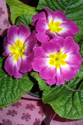 A mobile wallpaper and MMS picture for Apple iPhone 7s, 6s, 5s, 4s, Plus, iPods, iPads, New iPads, Samsung Galaxy S Series and Notes, Sony Ericsson Xperia, LG Mobile Phones, Tablets and Devices: Primrose flower.
