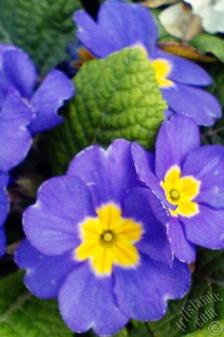 A mobile wallpaper and MMS picture for Apple iPhone 7s, 6s, 5s, 4s, Plus, iPods, iPads, New iPads, Samsung Galaxy S Series and Notes, Sony Ericsson Xperia, LG Mobile Phones, Tablets and Devices: A primrose flower photo.
