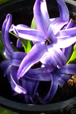 A mobile wallpaper and MMS picture for Apple iPhone 7s, 6s, 5s, 4s, Plus, iPods, iPads, New iPads, Samsung Galaxy S Series and Notes, Sony Ericsson Xperia, LG Mobile Phones, Tablets and Devices: Purple color Hyacinth flower.
