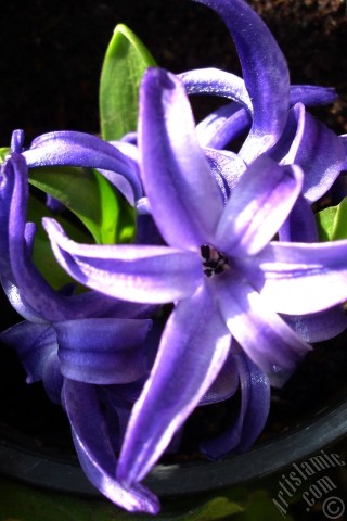 A mobile wallpaper and MMS picture for Apple iPhone 7s, 6s, 5s, 4s, Plus, iPods, iPads, New iPads, Samsung Galaxy S Series and Notes, Sony Ericsson Xperia, LG Mobile Phones, Tablets and Devices: Purple color Hyacinth flower.
