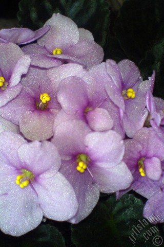 A mobile wallpaper and MMS picture for Apple iPhone 7s, 6s, 5s, 4s, Plus, iPods, iPads, New iPads, Samsung Galaxy S Series and Notes, Sony Ericsson Xperia, LG Mobile Phones, Tablets and Devices: Pink color African violet.
