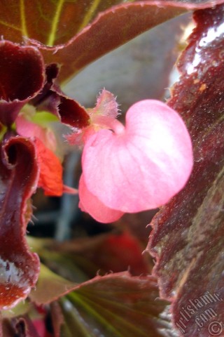 A mobile wallpaper and MMS picture for Apple iPhone 7s, 6s, 5s, 4s, Plus, iPods, iPads, New iPads, Samsung Galaxy S Series and Notes, Sony Ericsson Xperia, LG Mobile Phones, Tablets and Devices: Wax Begonia -Bedding Begonia- with pink flowers and brown leaves.
