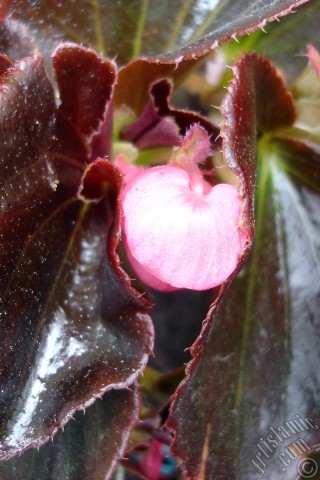 A mobile wallpaper and MMS picture for Apple iPhone 7s, 6s, 5s, 4s, Plus, iPods, iPads, New iPads, Samsung Galaxy S Series and Notes, Sony Ericsson Xperia, LG Mobile Phones, Tablets and Devices: Wax Begonia -Bedding Begonia- with pink flowers and brown leaves.
