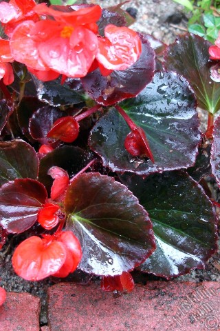 A mobile wallpaper and MMS picture for Apple iPhone 7s, 6s, 5s, 4s, Plus, iPods, iPads, New iPads, Samsung Galaxy S Series and Notes, Sony Ericsson Xperia, LG Mobile Phones, Tablets and Devices: Wax Begonia -Bedding Begonia- with red flowers and brown leaves.
