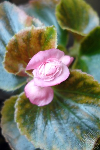 A mobile wallpaper and MMS picture for Apple iPhone 7s, 6s, 5s, 4s, Plus, iPods, iPads, New iPads, Samsung Galaxy S Series and Notes, Sony Ericsson Xperia, LG Mobile Phones, Tablets and Devices: Wax Begonia -Bedding Begonia- with pink flowers and green leaves.
