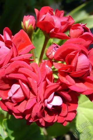 A mobile wallpaper and MMS picture for Apple iPhone 7s, 6s, 5s, 4s, Plus, iPods, iPads, New iPads, Samsung Galaxy S Series and Notes, Sony Ericsson Xperia, LG Mobile Phones, Tablets and Devices: Red color Pelargonia -Geranium- flower.
