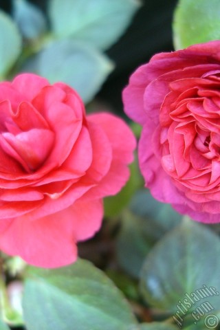 A mobile wallpaper and MMS picture for Apple iPhone 7s, 6s, 5s, 4s, Plus, iPods, iPads, New iPads, Samsung Galaxy S Series and Notes, Sony Ericsson Xperia, LG Mobile Phones, Tablets and Devices: Red color Begonia Elatior flower.
