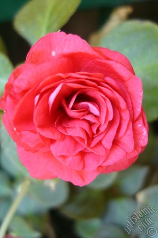 A mobile wallpaper and MMS picture for Apple iPhone 7s, 6s, 5s, 4s, Plus, iPods, iPads, New iPads, Samsung Galaxy S Series and Notes, Sony Ericsson Xperia, LG Mobile Phones, Tablets and Devices: Red color Begonia Elatior flower.
