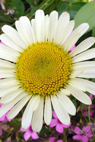 A mobile wallpaper and MMS picture for Apple iPhone 7s, 6s, 5s, 4s, Plus, iPods, iPads, New iPads, Samsung Galaxy S Series and Notes, Sony Ericsson Xperia, LG Mobile Phones, Tablets and Devices: Field Daisy -Ox Eye, Love-Me-Love-Me-Not, Marguerite, Moon Daisy- flower.
