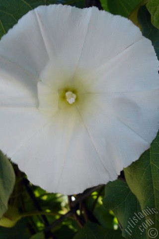 A mobile wallpaper and MMS picture for Apple iPhone 7s, 6s, 5s, 4s, Plus, iPods, iPads, New iPads, Samsung Galaxy S Series and Notes, Sony Ericsson Xperia, LG Mobile Phones, Tablets and Devices: White Morning Glory flower.
