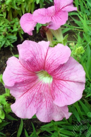 A mobile wallpaper and MMS picture for Apple iPhone 7s, 6s, 5s, 4s, Plus, iPods, iPads, New iPads, Samsung Galaxy S Series and Notes, Sony Ericsson Xperia, LG Mobile Phones, Tablets and Devices: Pink Petunia flower.
