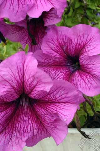 A mobile wallpaper and MMS picture for Apple iPhone 7s, 6s, 5s, 4s, Plus, iPods, iPads, New iPads, Samsung Galaxy S Series and Notes, Sony Ericsson Xperia, LG Mobile Phones, Tablets and Devices: Pink Petunia flower.

