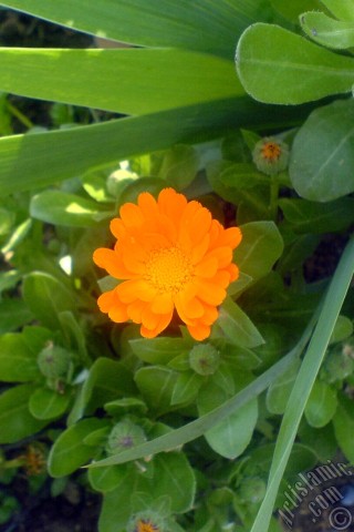 A mobile wallpaper and MMS picture for Apple iPhone 7s, 6s, 5s, 4s, Plus, iPods, iPads, New iPads, Samsung Galaxy S Series and Notes, Sony Ericsson Xperia, LG Mobile Phones, Tablets and Devices: Dark orange color Pot Marigold -Scotch Marigold- flower which is similar to yellow daisy.
