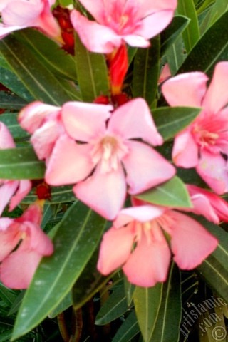 A mobile wallpaper and MMS picture for Apple iPhone 7s, 6s, 5s, 4s, Plus, iPods, iPads, New iPads, Samsung Galaxy S Series and Notes, Sony Ericsson Xperia, LG Mobile Phones, Tablets and Devices: Oleander Tree`s pink flower.
