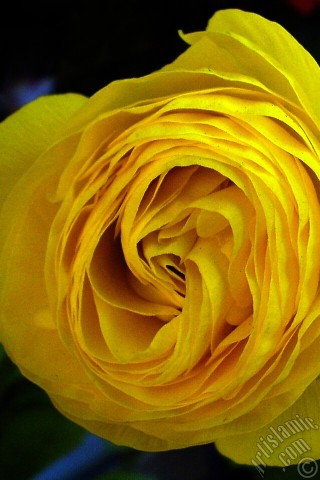 A mobile wallpaper and MMS picture for Apple iPhone 7s, 6s, 5s, 4s, Plus, iPods, iPads, New iPads, Samsung Galaxy S Series and Notes, Sony Ericsson Xperia, LG Mobile Phones, Tablets and Devices: A yellow flower in the pot.

